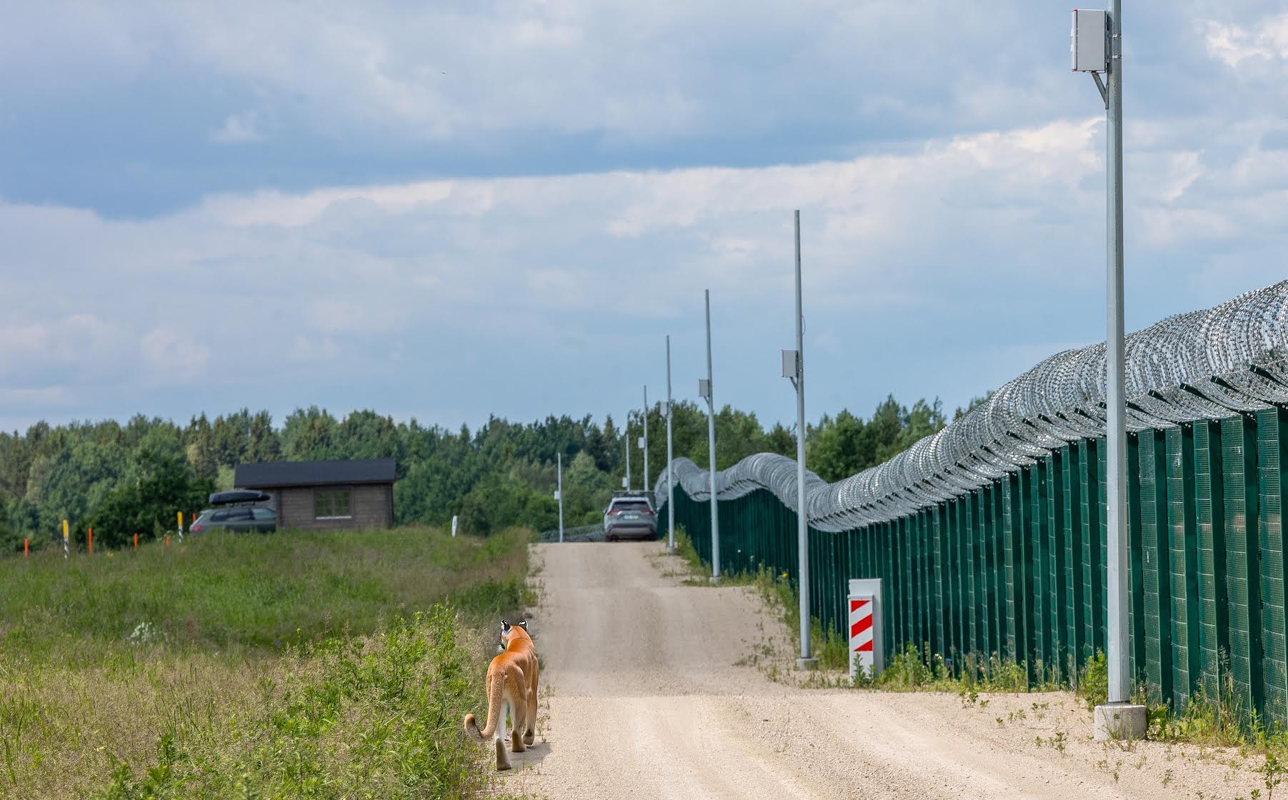 Võrumaal aetakse siia äraeksinud puuma jälgi